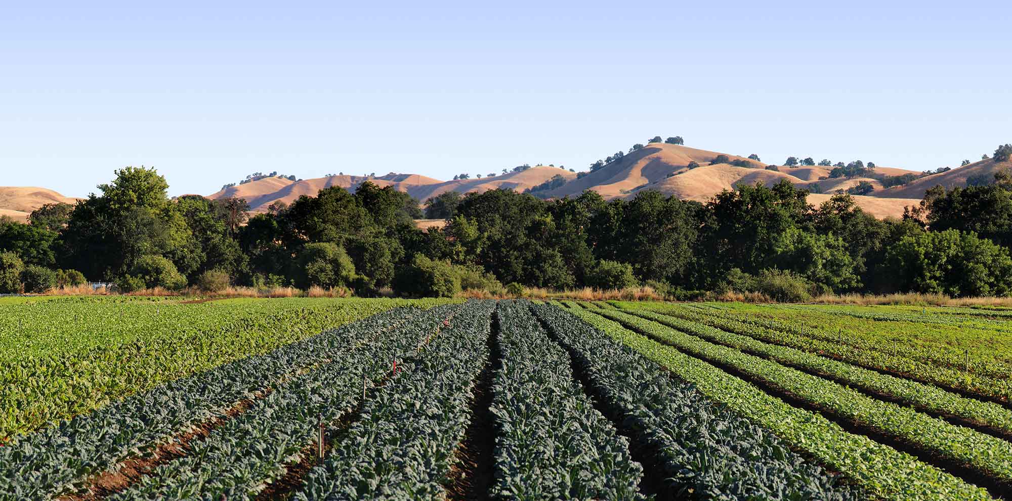 Organic farms in Rishikesh